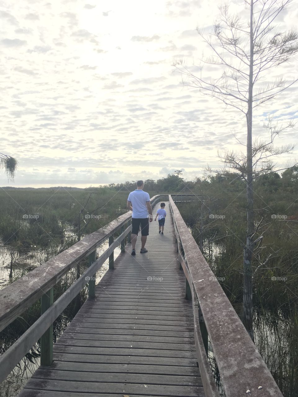Morning in the Everglades 