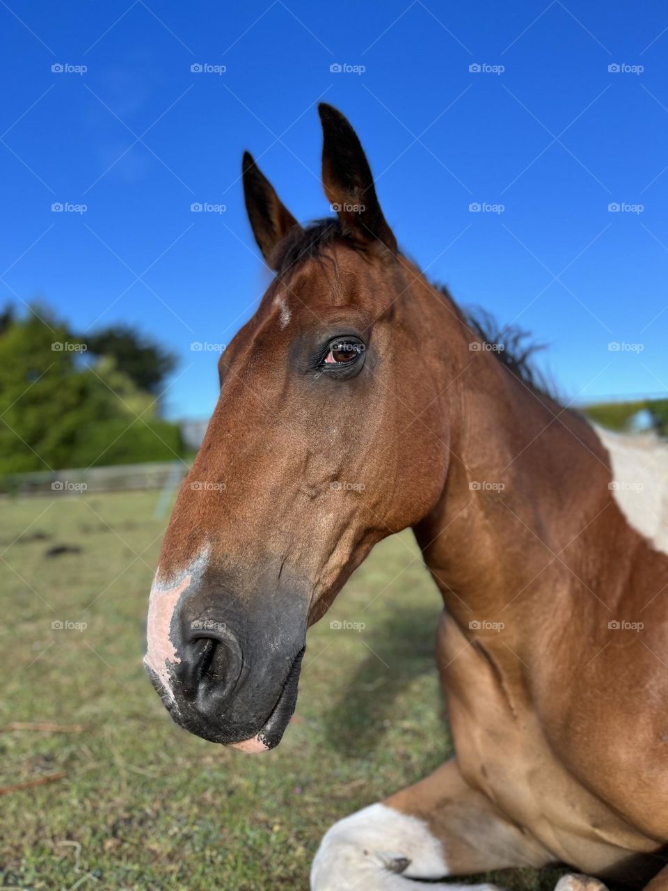 Portrait of a horse 