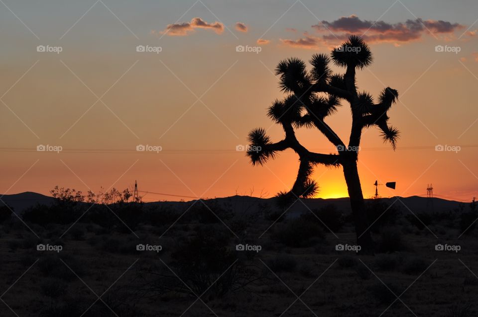 Joshua tree 