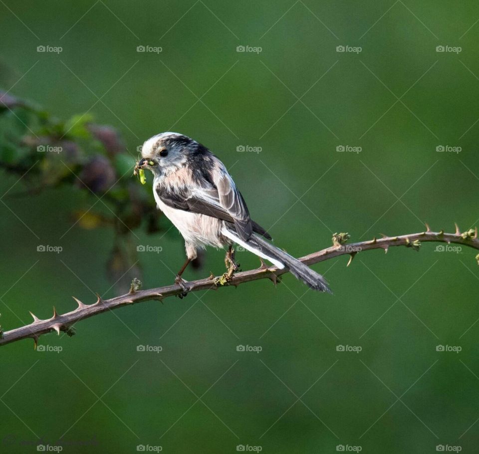 Long tail tit with a snack