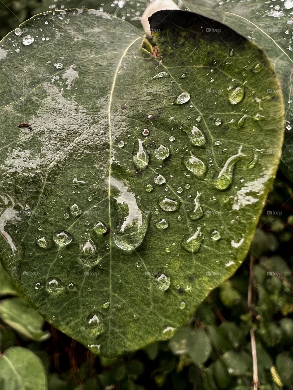 Closeup or macro of water drops on green leaf