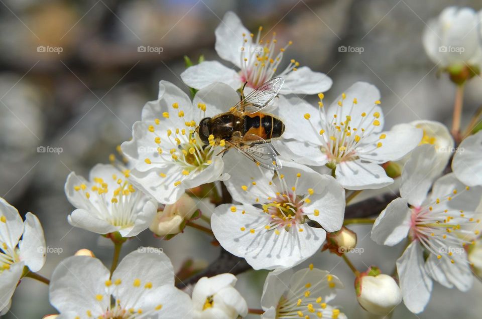 Bees-Nature in Motion