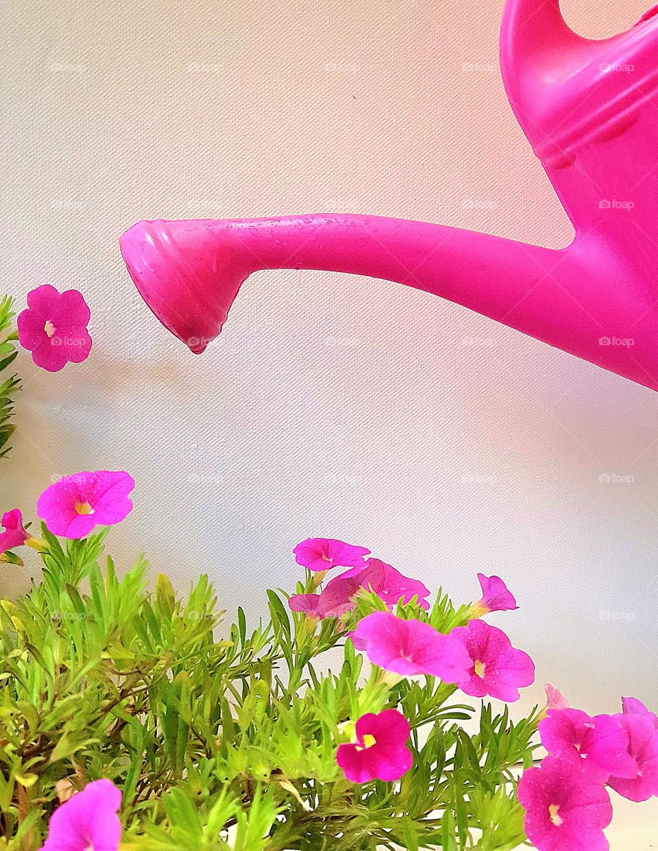 pink flowers and the pink watering can