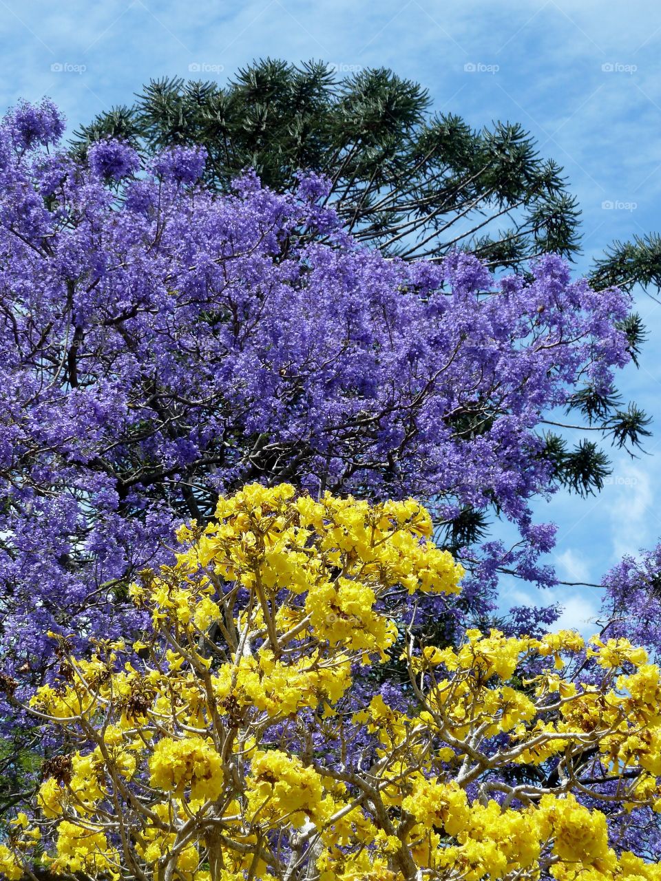 Purple merge yellow tree 
