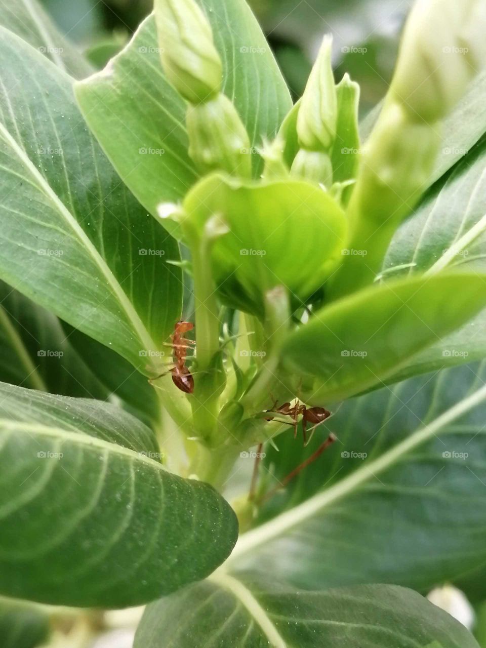 A small ant in flower tree