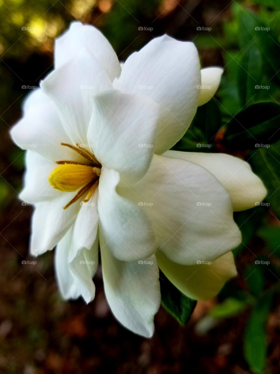 white flower in full bloom