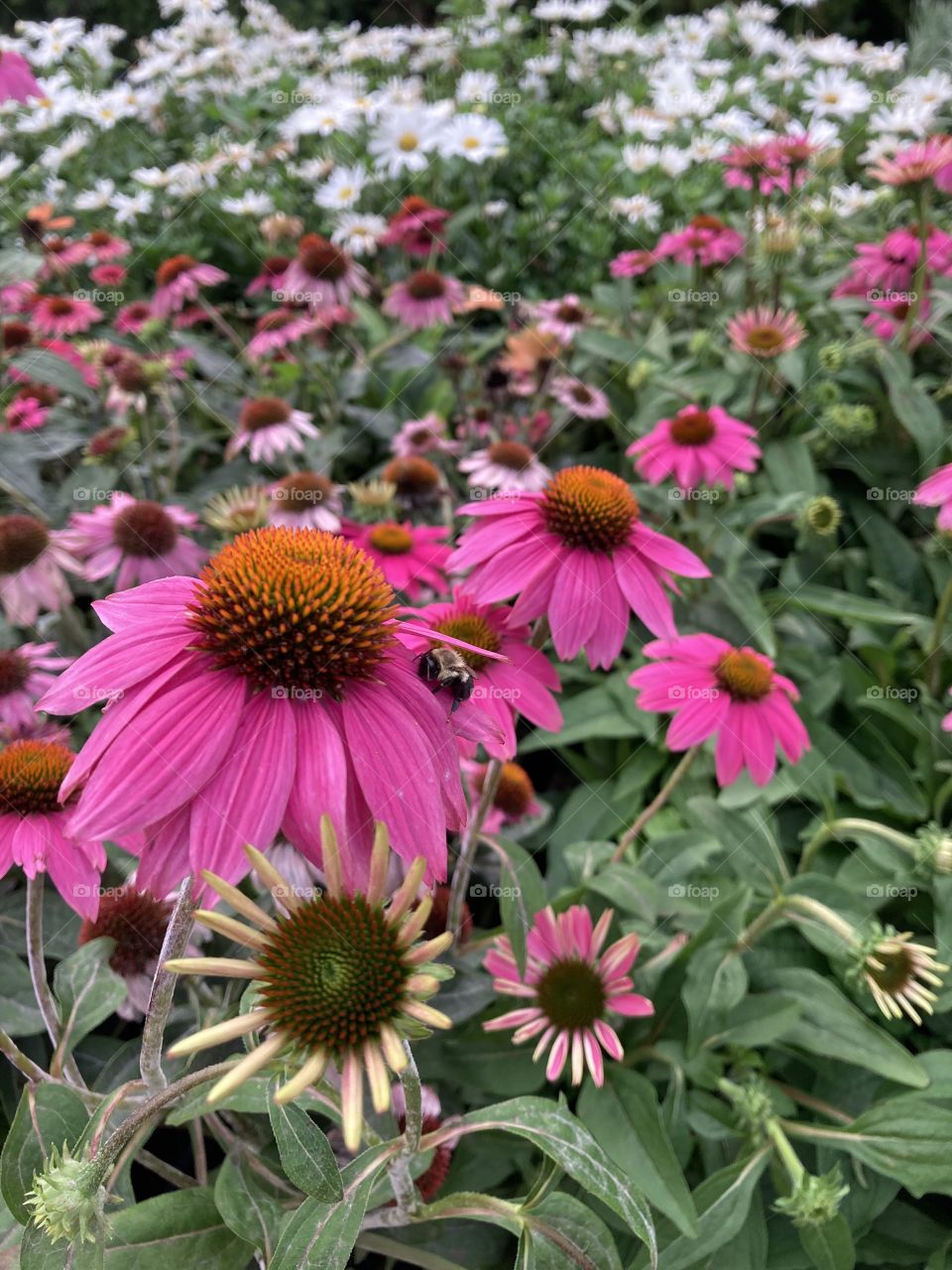 A group of pink and white beautiful flowers