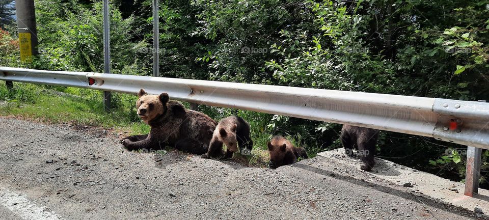 mama bear and 3 cubs