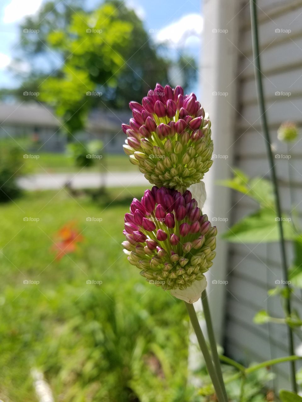 purple chive blooms