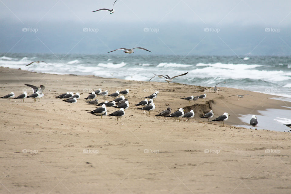 Sea gulls sit on the shore from the sand against the background of sea waves.