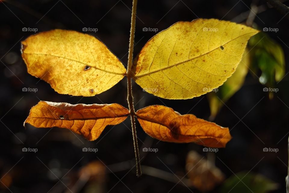 Close-up of a leaves