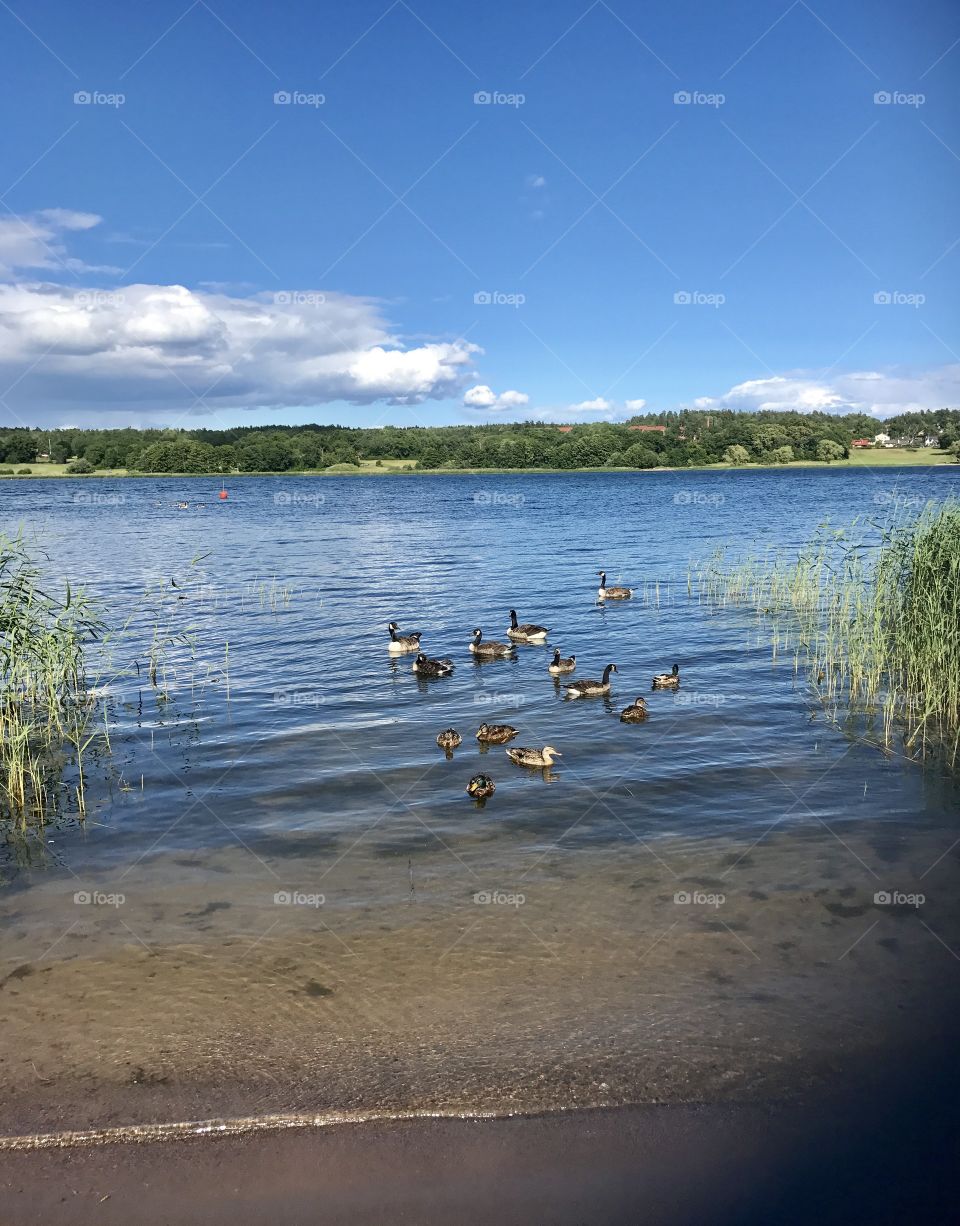 Swedish summer ducks