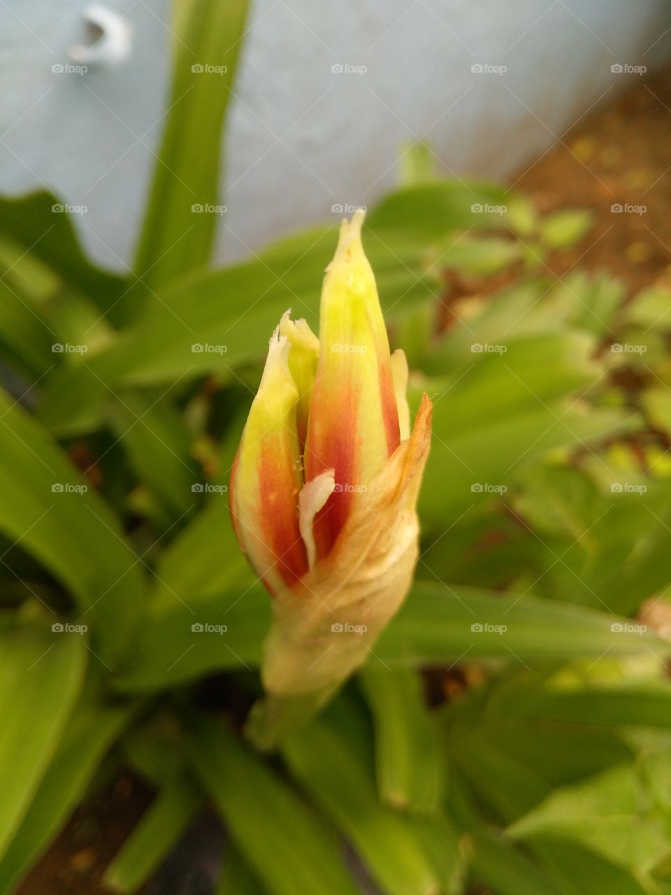 a flower in macro shots