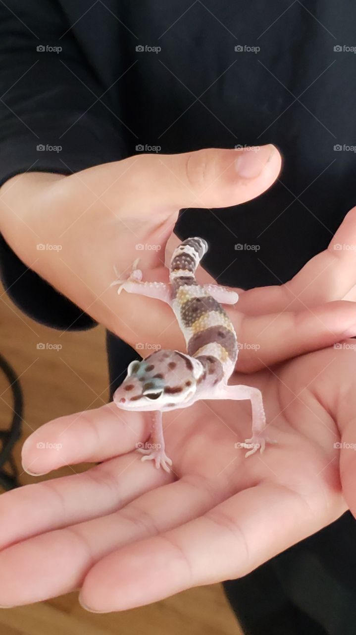 gecko