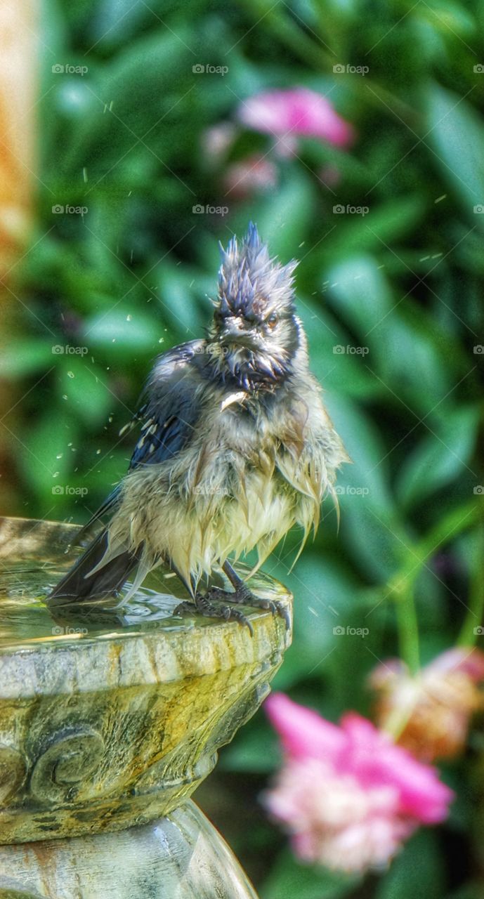 Blue Jay bathtime