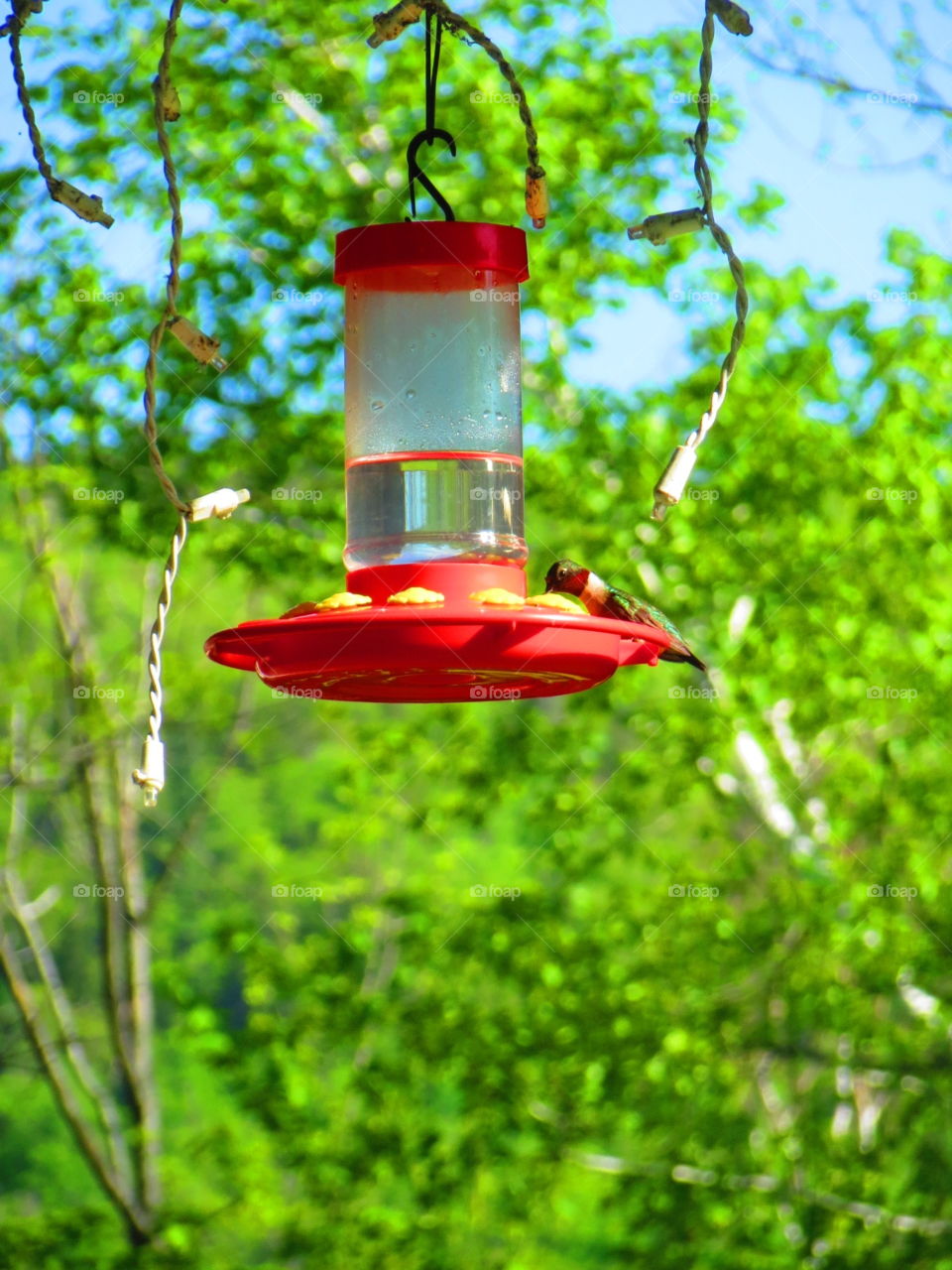 Ruby-throated Does Lunch. Hummingbird and Christmas Lights