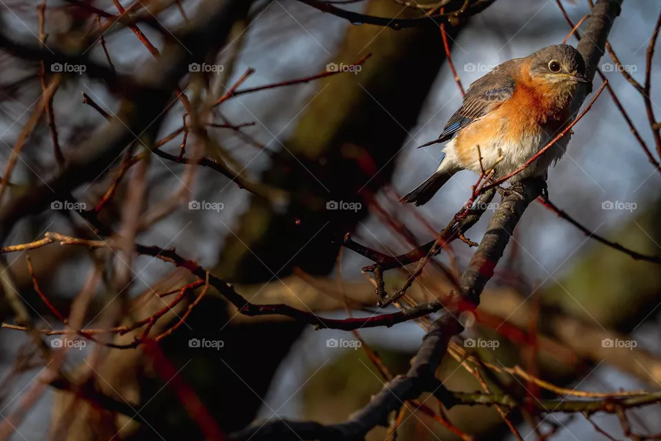 bird in tree