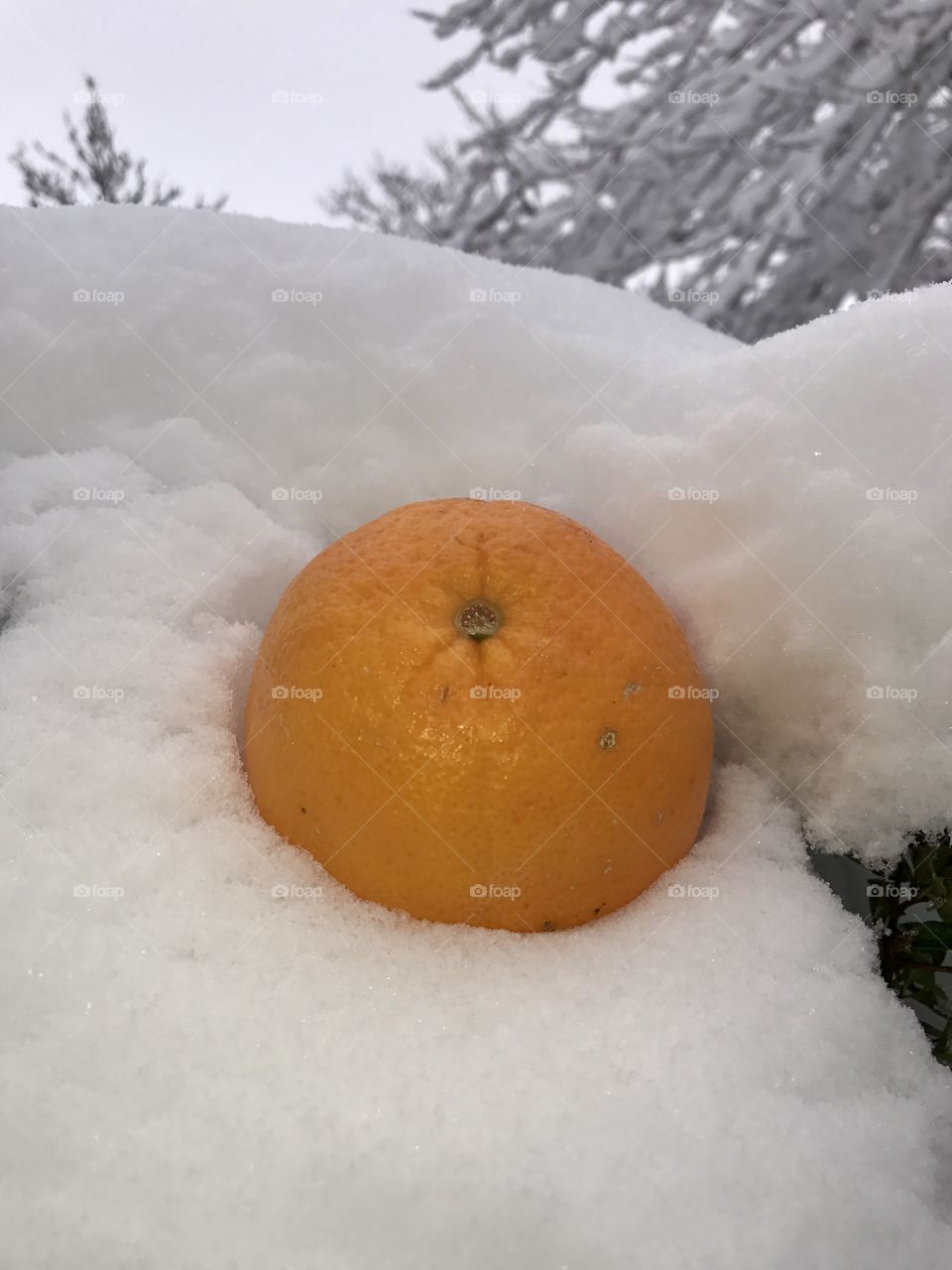 My favorite fruit in the snow 