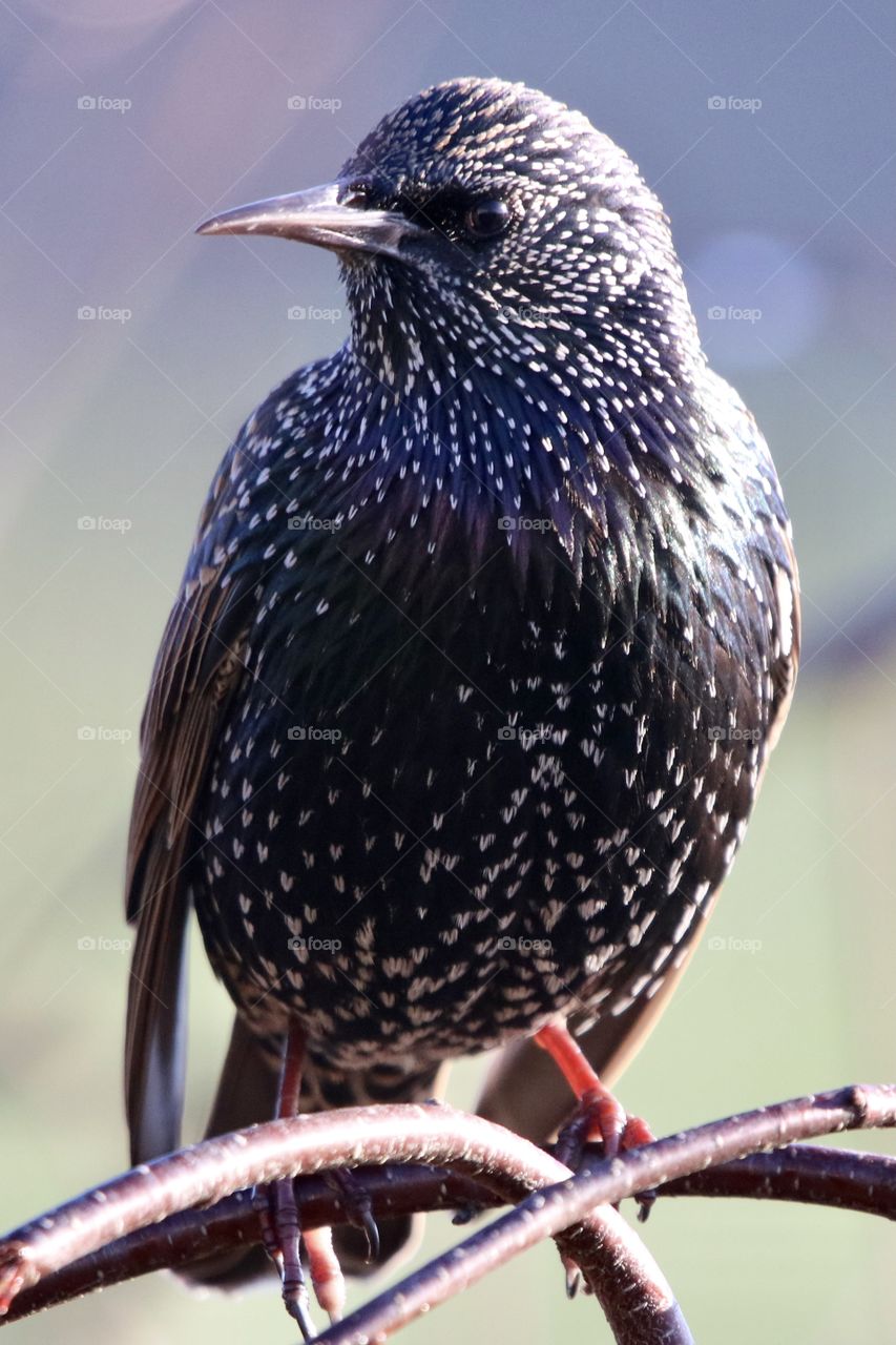 Starling