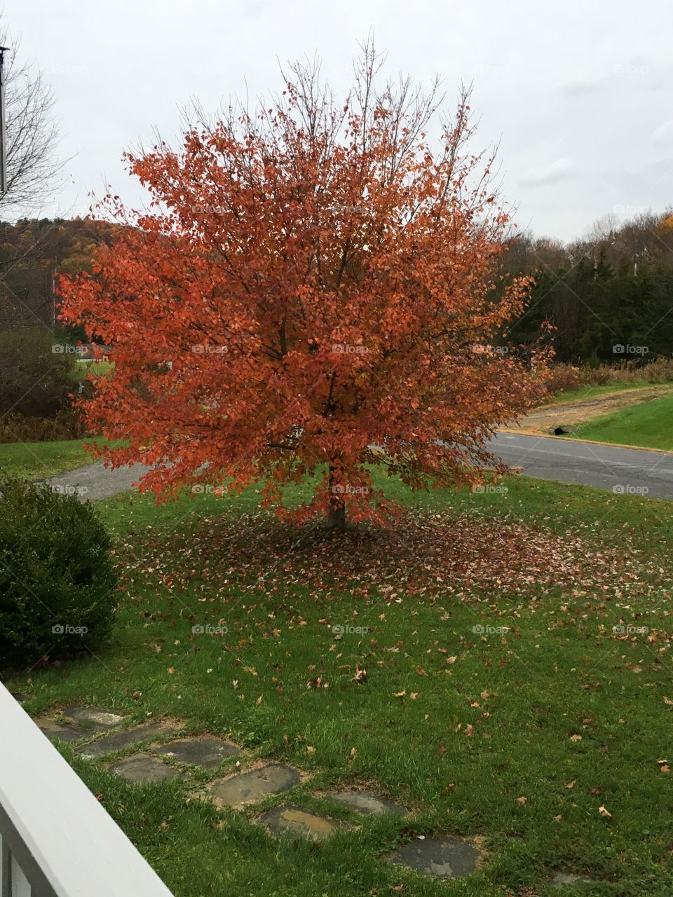 My beautiful Sugar Maple 