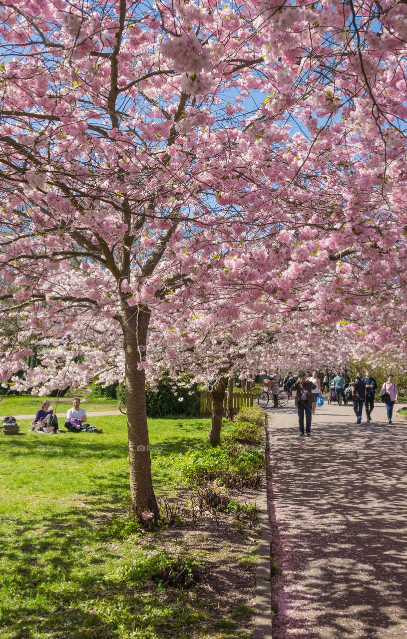 Pink park