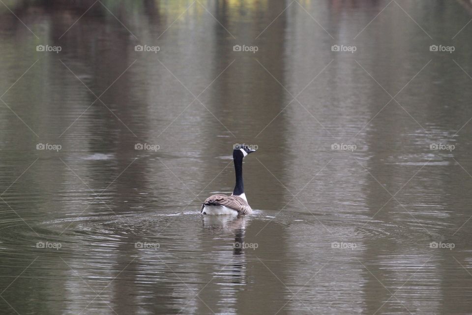 Canada goose swimming in lake