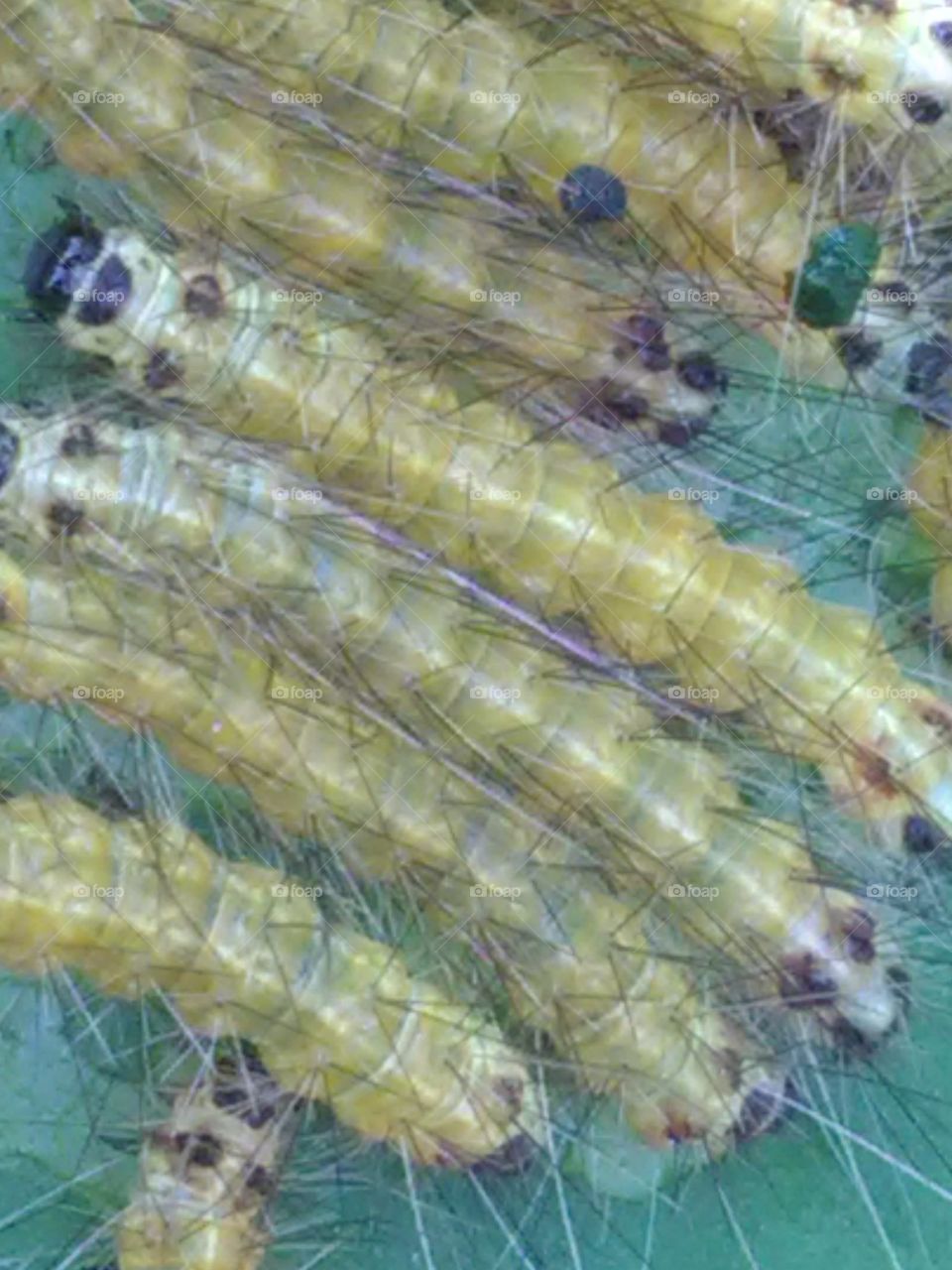 After rainy days, we get to see the types of Ilio species of egg, larva and worm.