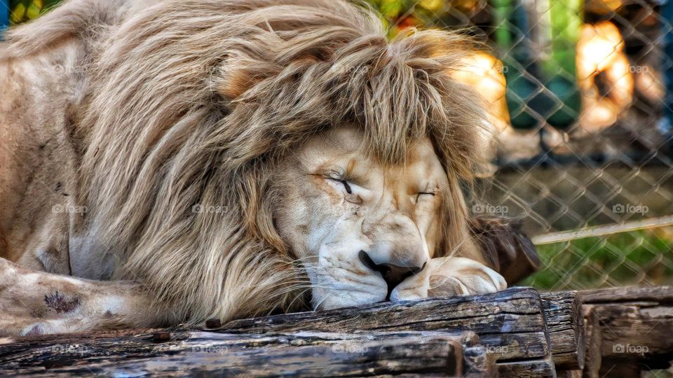 sleeping lion
