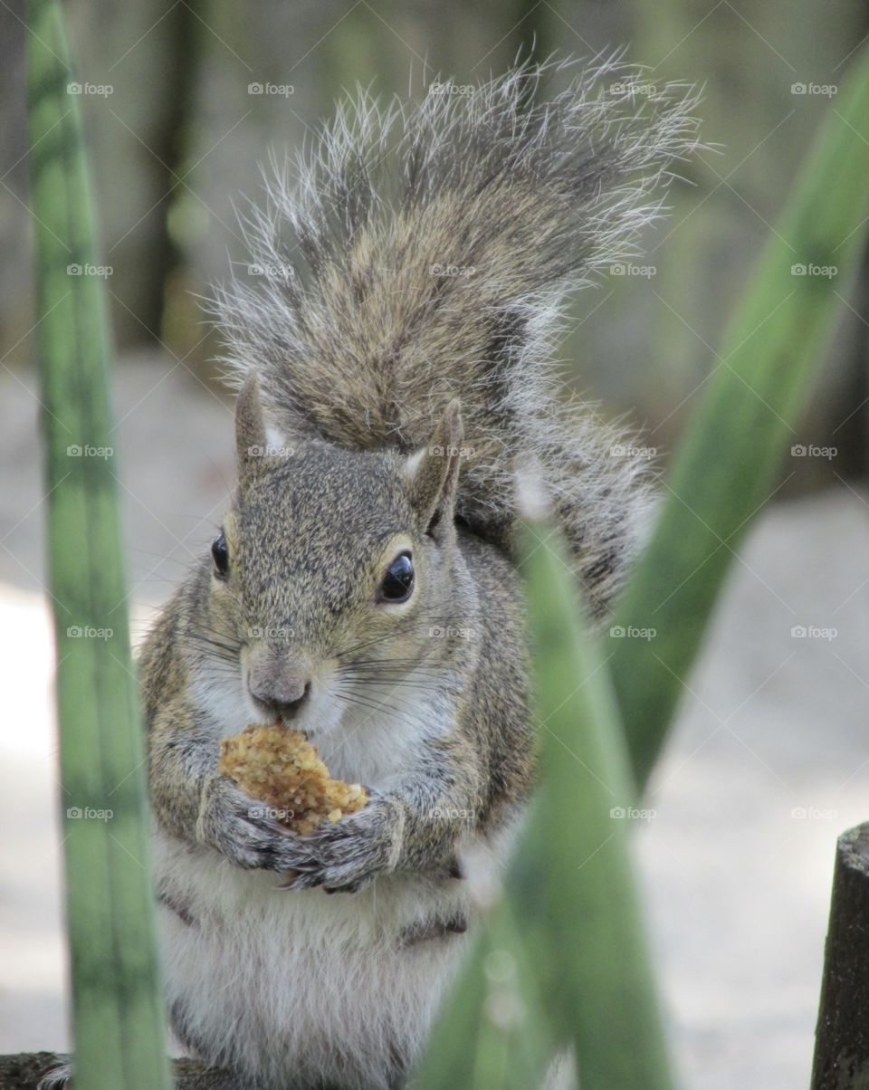 Cute squirrel with a nut 🥜