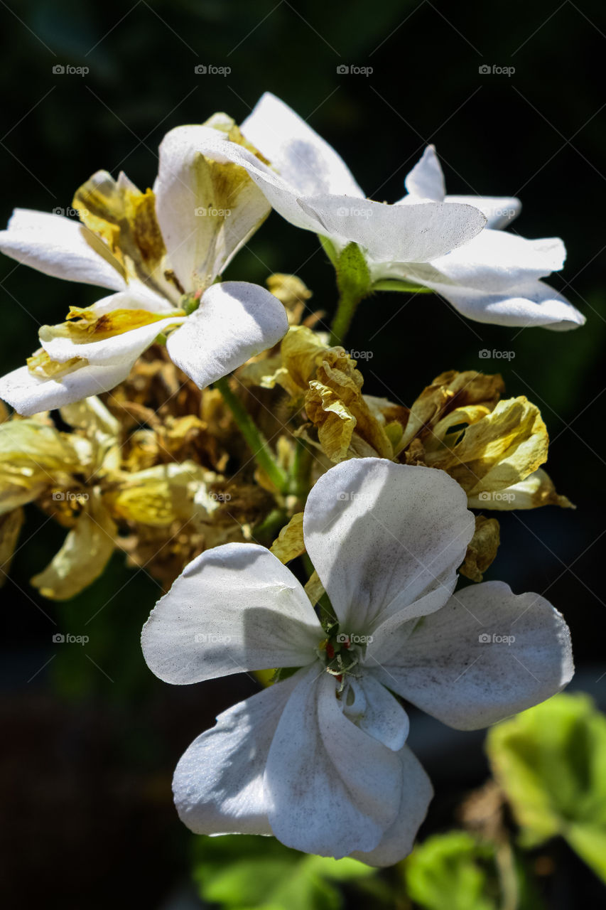 white petal