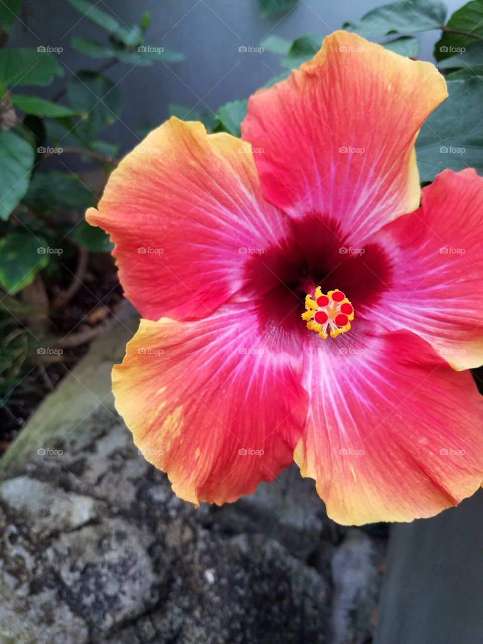 Orange and pink tropical flower