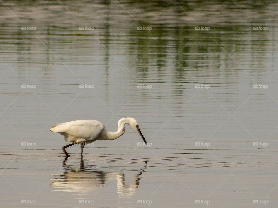 Seabird feeding on the sea