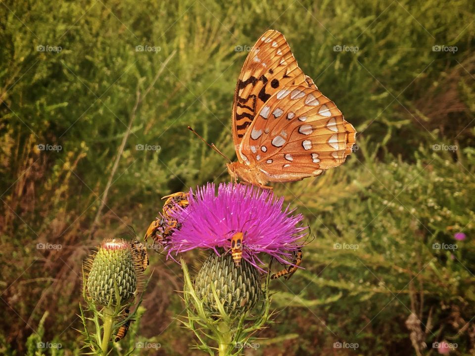 Butterfly on a Thistle