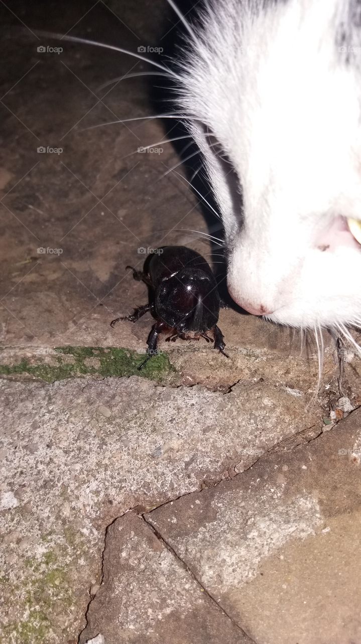 Beetle vs. cat