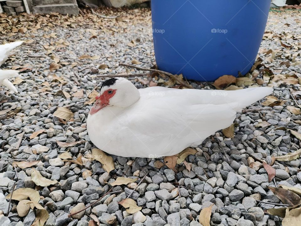 Red-faced Muscovy Duck in Luye Township, Taitung County