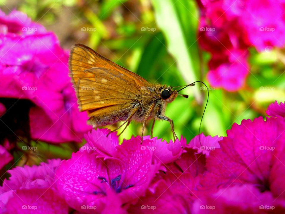 Orange butterfly drinking nectar