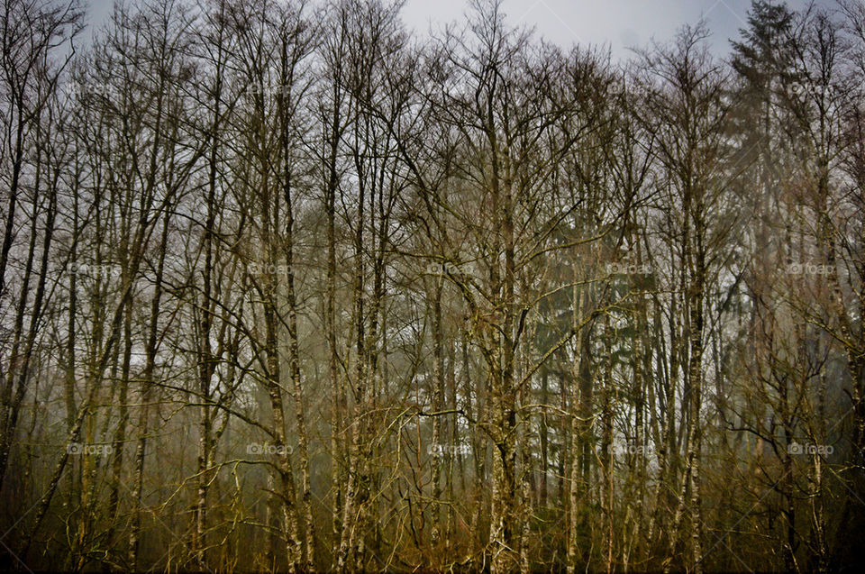 HDR Pic of the woods