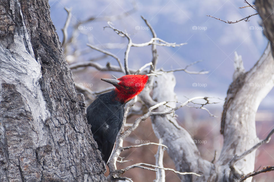 Magellanic woodpecker.