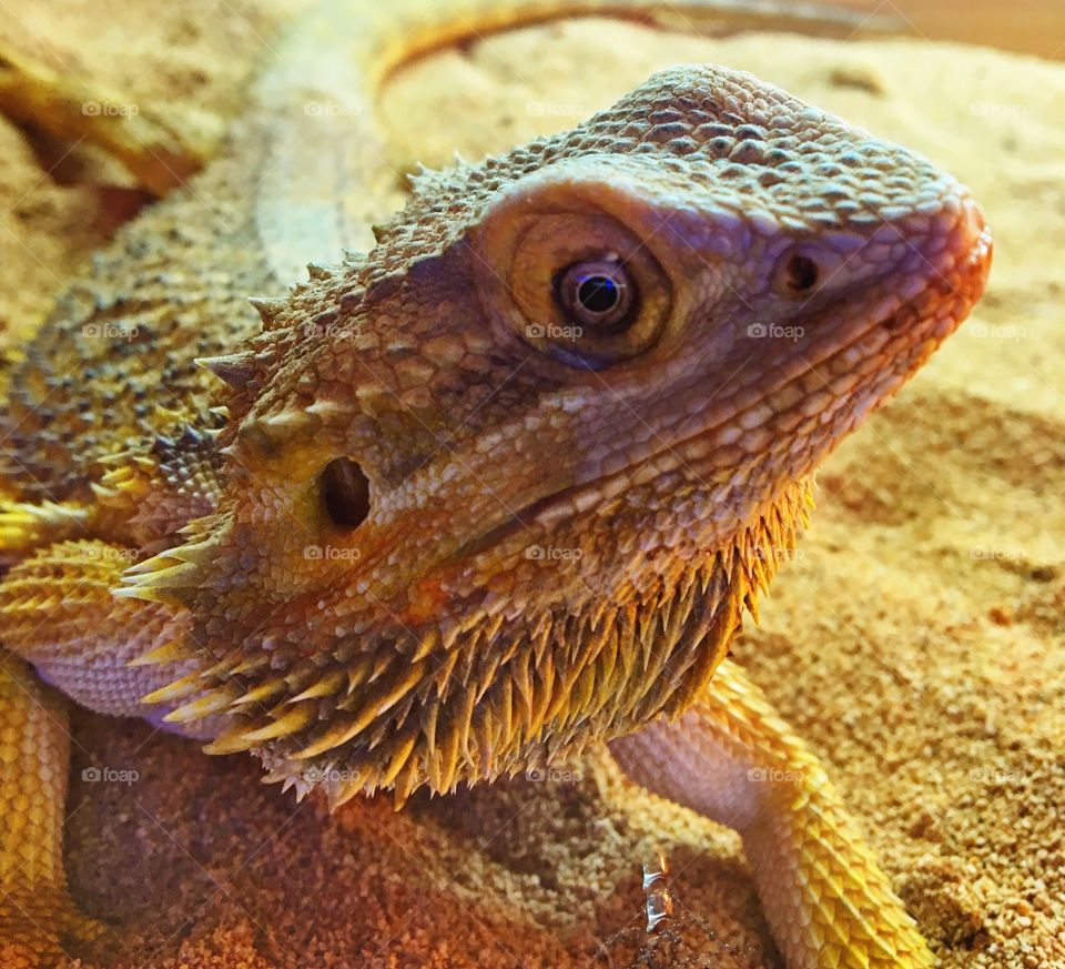 Close-up of a bearded dragon lizard