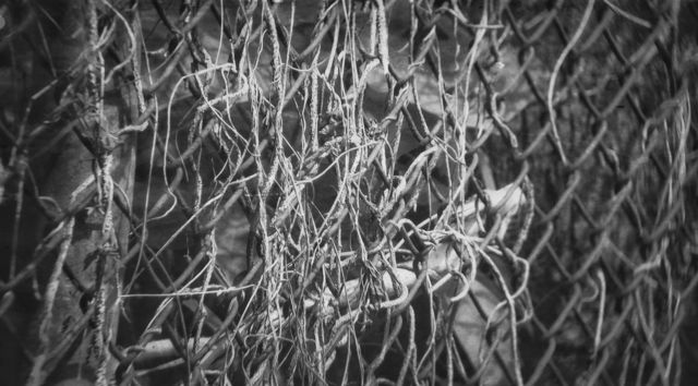 vines