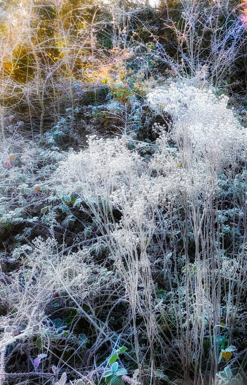 Frost encrusted dried flower heads and seedpods on a bed of green Frost edged leaves with shafts of golden sunlight in the background