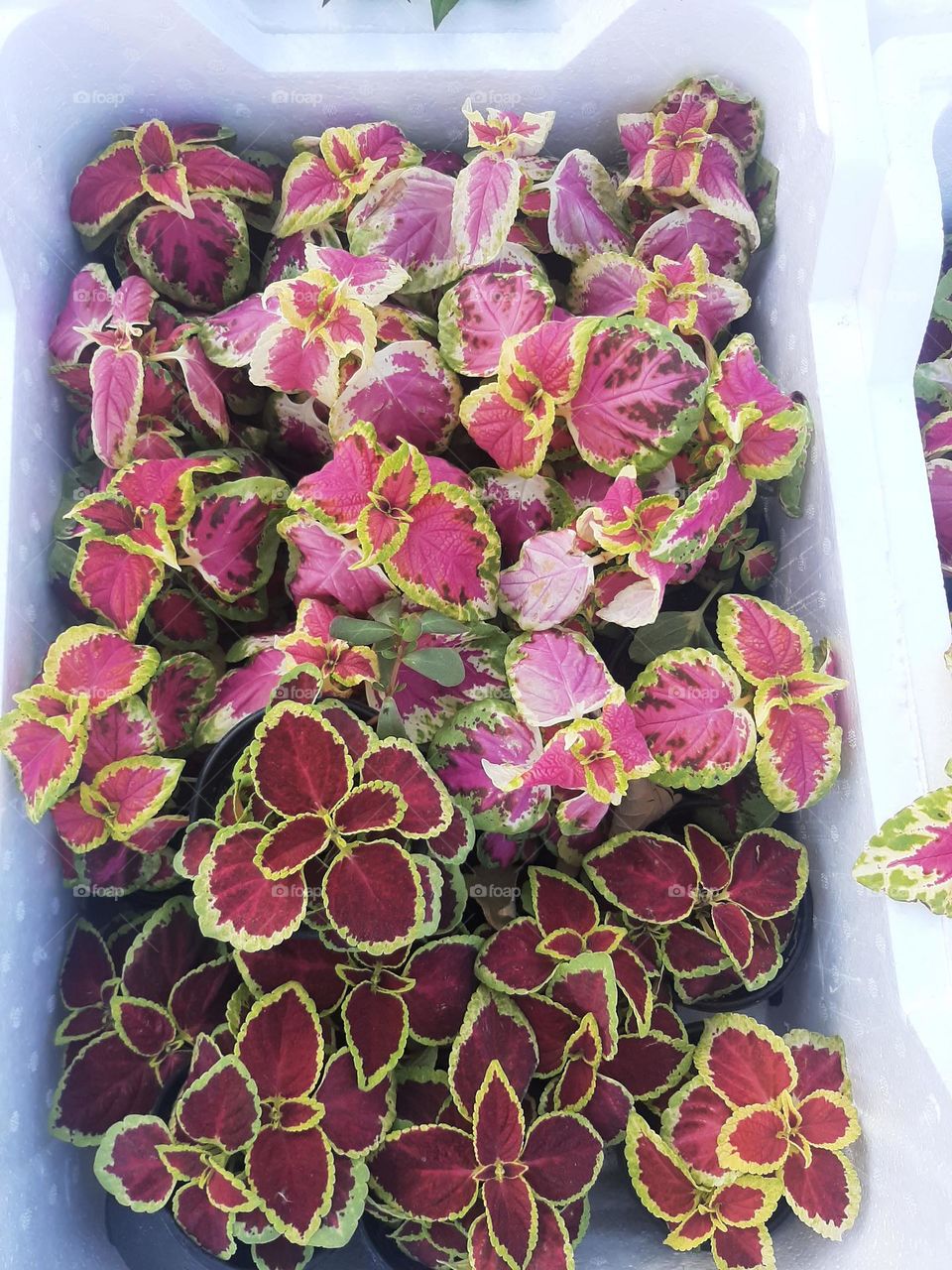 Please make me happy, I am poor, I need your help with support