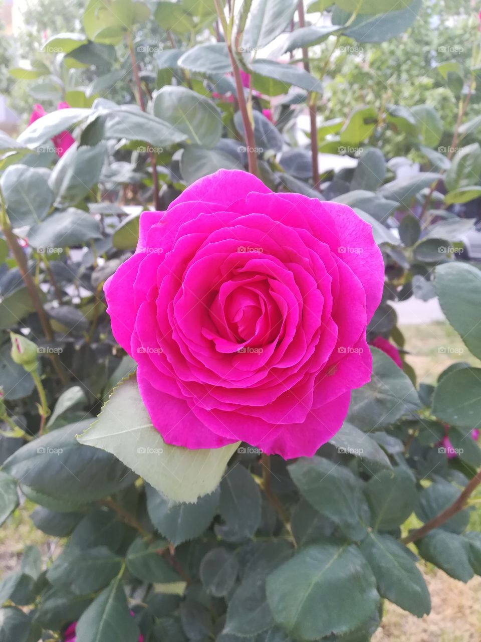 Beautiful rose