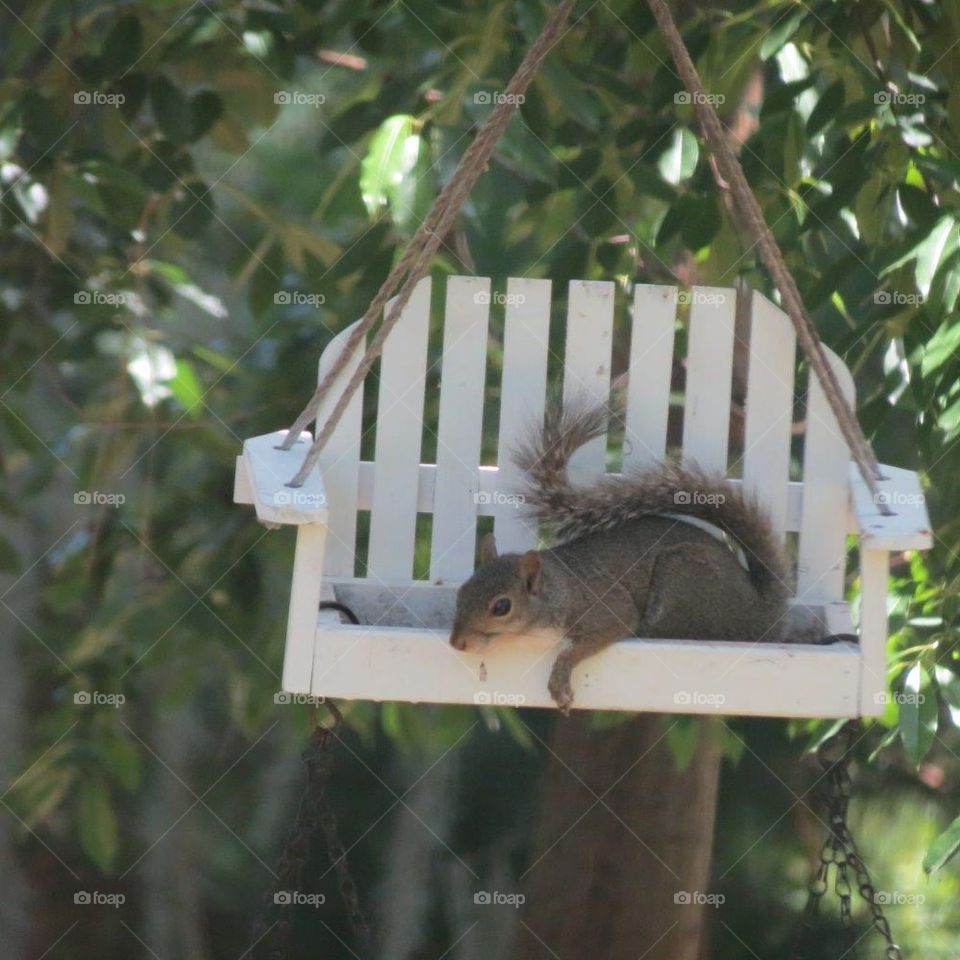 tired squirrell