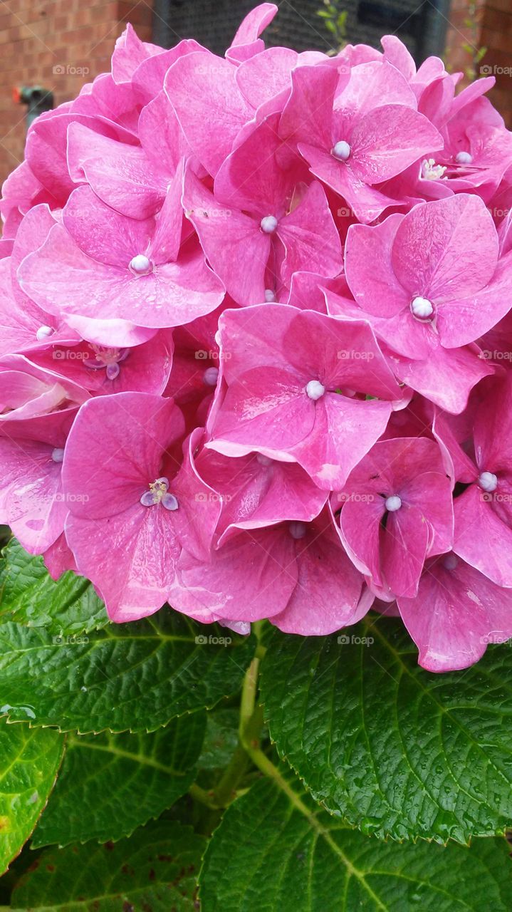 Flower, Nature, Flora, Leaf, Garden