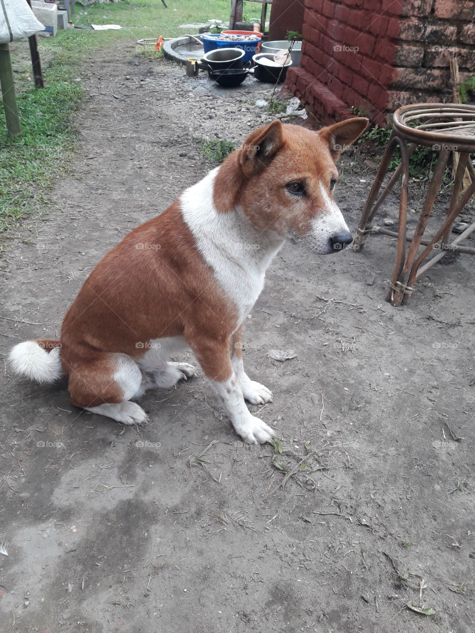 Indian dog, white and red colour sort hair.