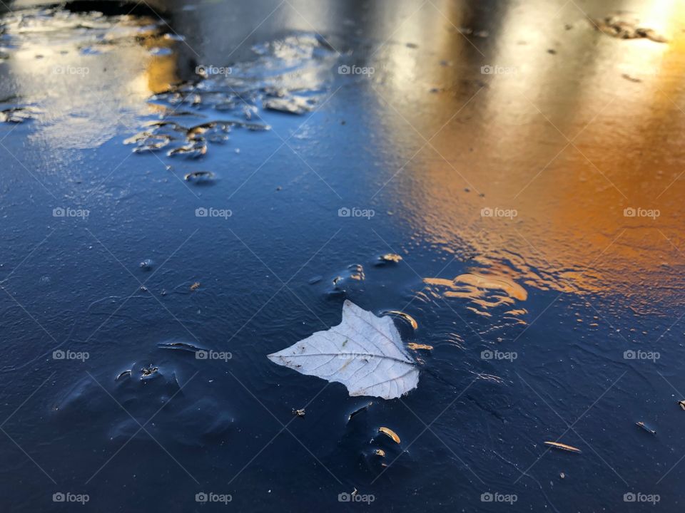 Hoja en agua congelada 