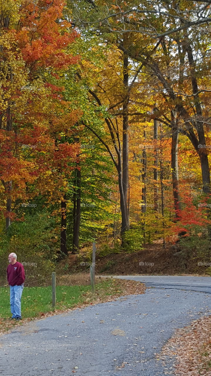 autumn leaves