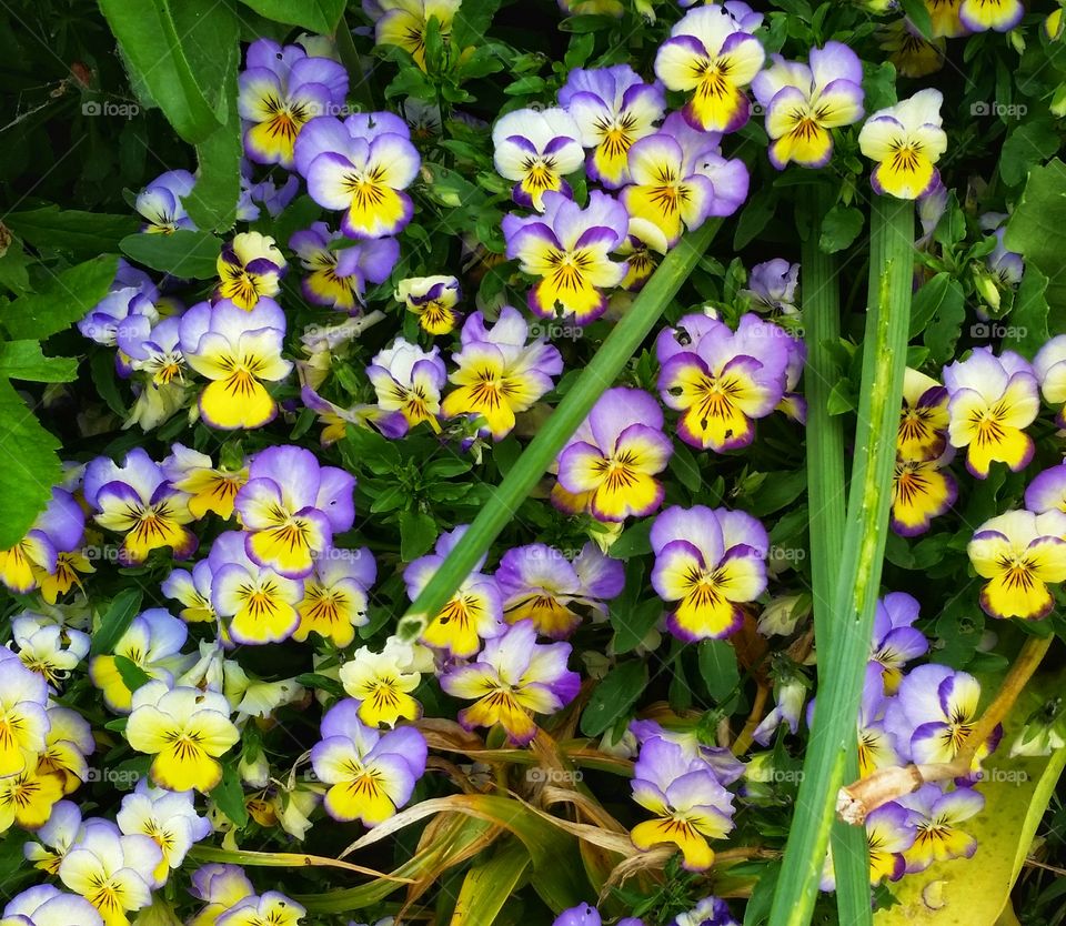 little lilases flowers