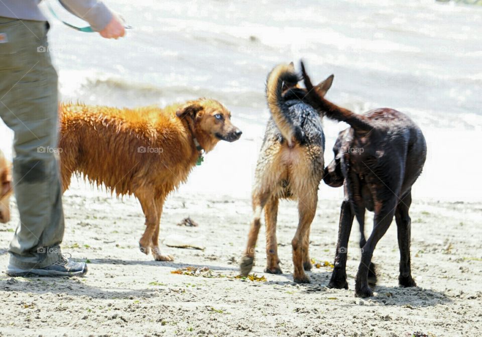 dog day of summer